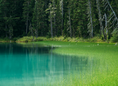 Respecter la biodiversité